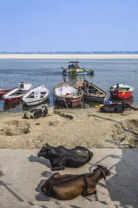 Framed Print : India, Uttar Pradesh, Varanasi, Cows sittingon banks of Ganges River Framed Print : India, Uttar Pradesh, Varanasi, Cows sittingon banks of Ganges River
