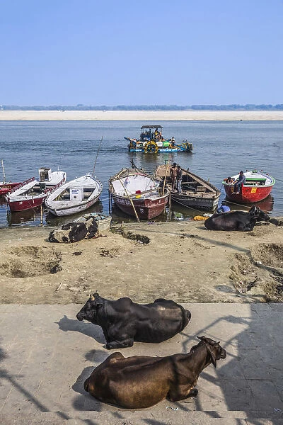 India, Uttar Pradesh, Varanasi, Cows sittingon banks of Ganges River