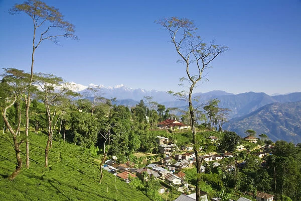 India, West Bengal, Darjeeling, Tukvar Tea Estate