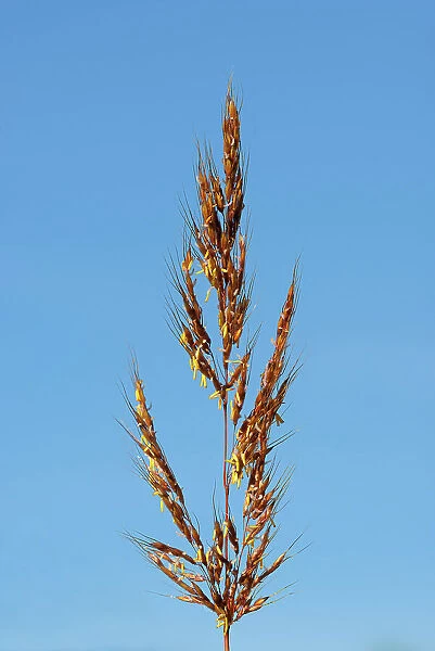 Indian grass (Sorghastrum nutans) in reclaimed prairie Winnipeg, Manitoba, Canada