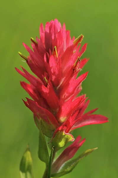 Indian paintbrush (Castilleja coccinea) flower Banff National Park, Alberta, Canada