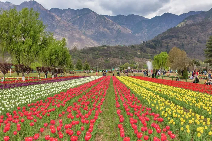 Framed Print : Indira Gandhi Memorial Tulip garden, Srinagar, Kashmir, India Framed Print : Indira Gandhi Memorial Tulip garden, Srinagar, Kashmir, India