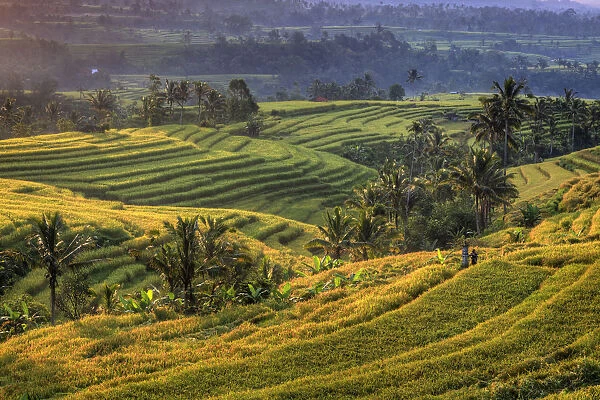 Indonesia, Bali, Jatiluwih Rice Terraces