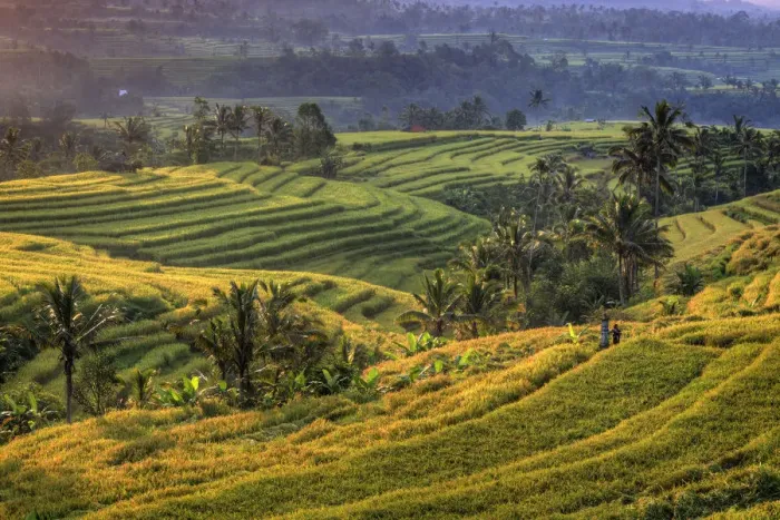 Framed Print : Indonesia, Bali, Jatiluwih Rice Terraces Framed Print : Indonesia, Bali, Jatiluwih Rice Terraces