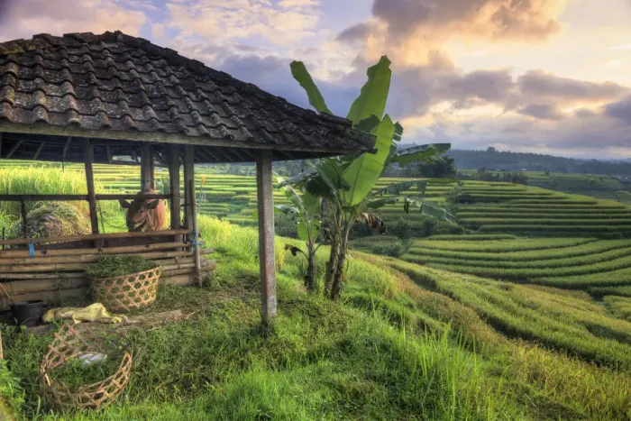 Framed Print : Indonesia, Bali, Jatiluwih Rice Terraces Framed Print : Indonesia, Bali, Jatiluwih Rice Terraces