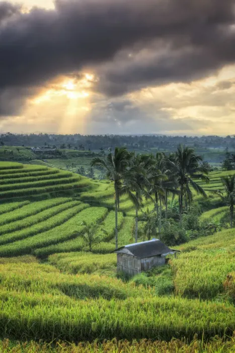Framed Print : Indonesia, Bali, Jatiluwih Rice Terraces