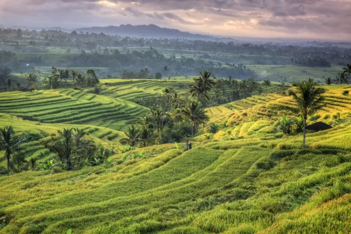 Framed Print : Indonesia, Bali, Jatiluwih Rice Terraces