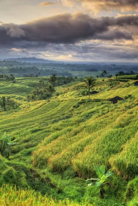 Framed Print : Indonesia, Bali, Jatiluwih Rice Terraces Framed Print : Indonesia, Bali, Jatiluwih Rice Terraces