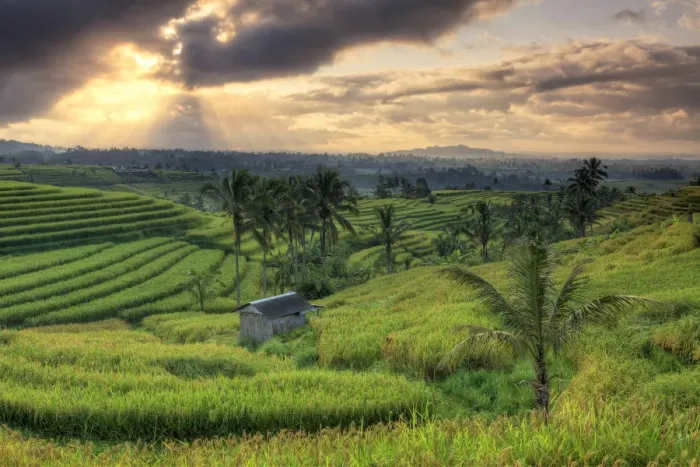 Framed Print : Indonesia, Bali, Jatiluwih Rice Terraces