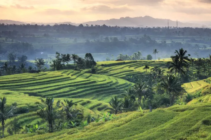 Framed Print : Indonesia, Bali, Jatiluwih Rice Terraces Framed Print : Indonesia, Bali, Jatiluwih Rice Terraces