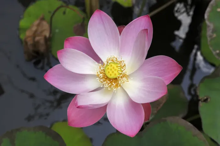 Framed Print : Indonesia, Bali, Lotus flower Framed Print : Indonesia, Bali, Lotus flower