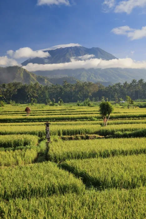 Framed Print : Indonesia, Bali, Rice Terraces and Gunung Agung Volcano Framed Print : Indonesia, Bali, Rice Terraces and Gunung Agung Volcano
