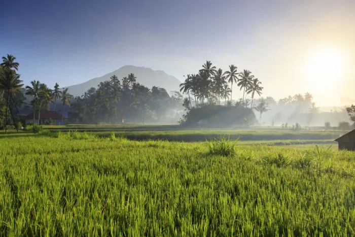 Framed Print : Indonesia, Bali, Selat, Rice Fields and Gunung Agung Volcano Framed Print : Indonesia, Bali, Selat, Rice Fields and Gunung Agung Volcano
