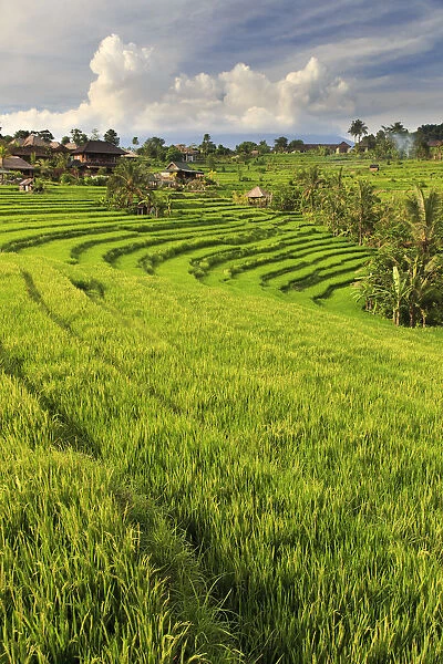 Indonesia, Bali, Sidemen Valley, Rice Fields