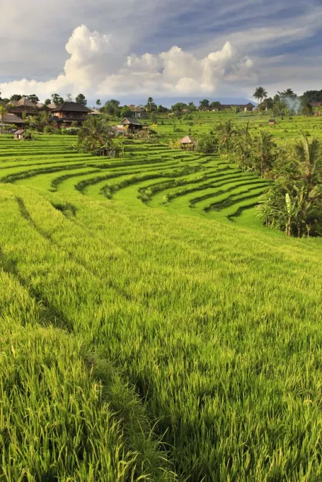 Framed Print : Indonesia, Bali, Sidemen Valley, Rice Fields Framed Print : Indonesia, Bali, Sidemen Valley, Rice Fields