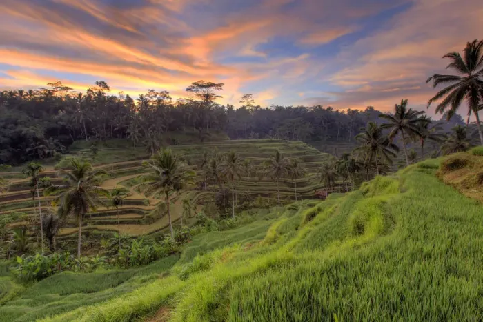 Framed Print : Indonesia, Bali, Ubud, Ceking Rice Terraces Framed Print : Indonesia, Bali, Ubud, Ceking Rice Terraces