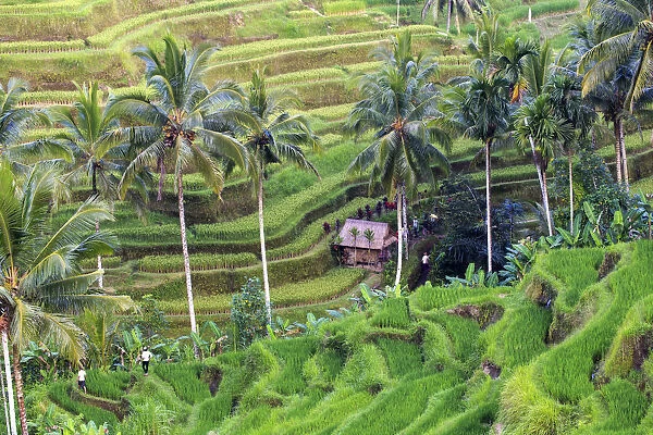 Indonesia, Bali, Ubud, Tegallalang  /  Ceking Rice Terraces