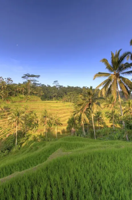 Framed Print : Indonesia, Bali, Ubud, Tegallalang  /  Ceking Rice Terraces