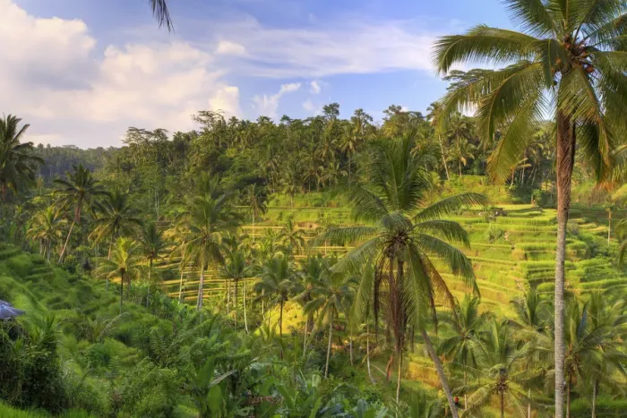 Framed Print : Indonesia, Bali, Ubud, Tegallalang  /  Ceking Rice Terraces