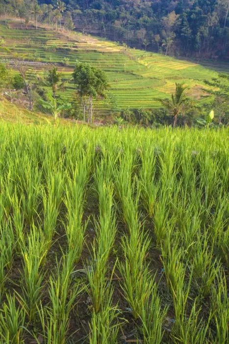 Framed Print : Indonesia, Java, Magelang, Rice paddies near Borobudur Framed Print : Indonesia, Java, Magelang, Rice paddies near Borobudur
