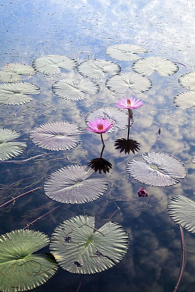 Indonesia, Sumatra, Samosir Island, Lake Toba, Water Lillies
