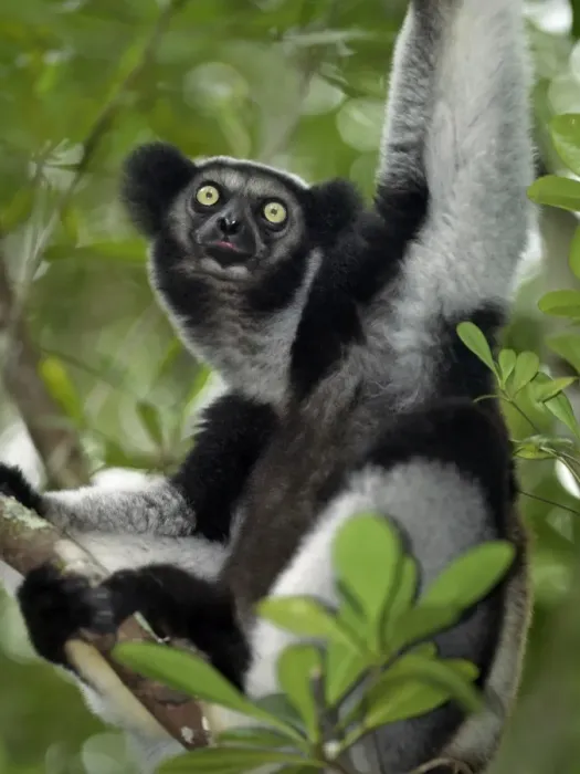 Framed Print : An indri (Indri indri) in eastern Madagascar Framed Print : An indri (Indri indri) in eastern Madagascar