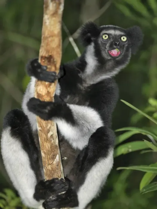Framed Print : An indri (Indri indri) in eastern Madagascar Framed Print : An indri (Indri indri) in eastern Madagascar