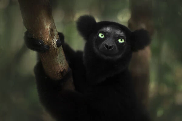 indri (Indri indri) portrait in eastern Madagascar, Palmarium Reserve, Africa