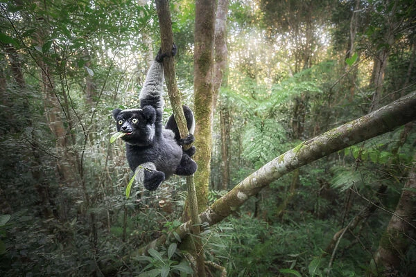 Indri (indri indri) in a primary forest in eastern Madagascar, africa