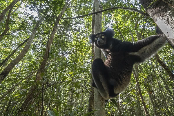 Indri (indri indri) in a primary forest in eastern Madagascar, Africa