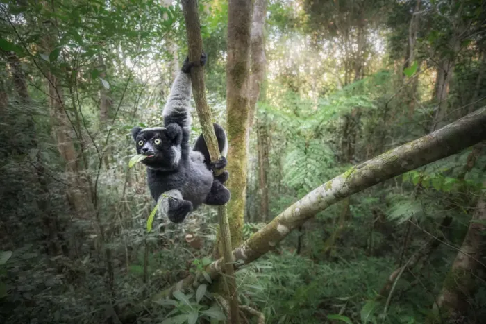 Framed Print : Indri (indri indri) in a primary forest in eastern Madagascar, africa Framed Print : Indri (indri indri) in a primary forest in eastern Madagascar, africa