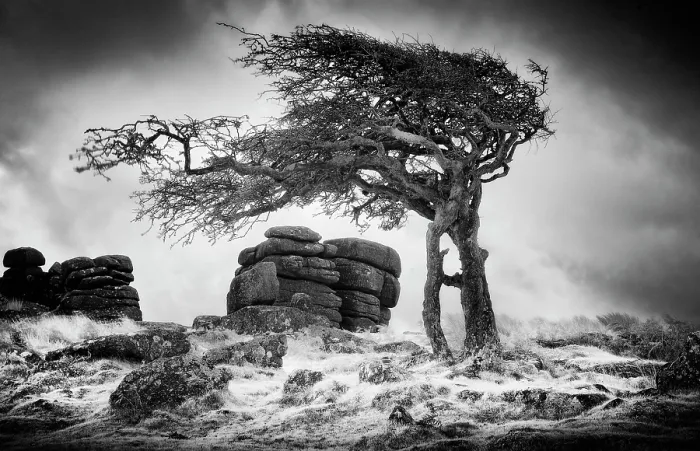 Framed Print : Infrared view of contorted hawthorn tree, Combestone Tor, Dartmoor National Park, Devon, England Framed Print : Infrared view of contorted hawthorn tree, Combestone Tor, Dartmoor National Park, Devon, England