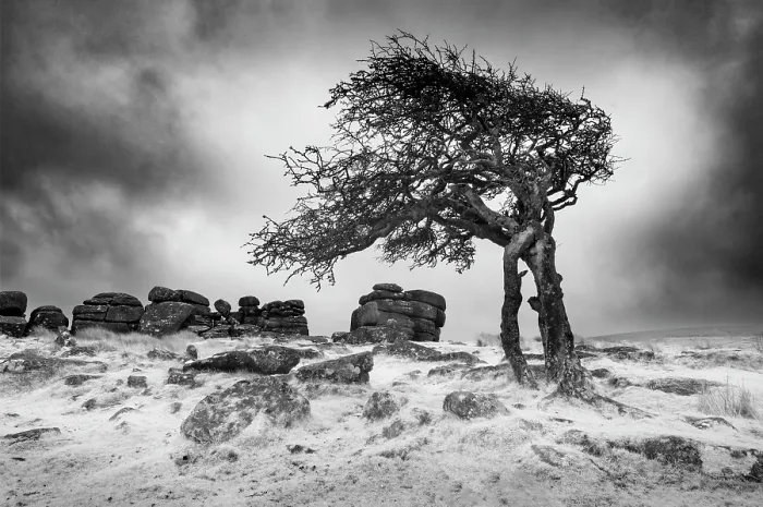 Framed Print : Infrared view of contorted hawthorn tree, Combestone Tor, Dartmoor National Park, Devon, England Framed Print : Infrared view of contorted hawthorn tree, Combestone Tor, Dartmoor National Park, Devon, England