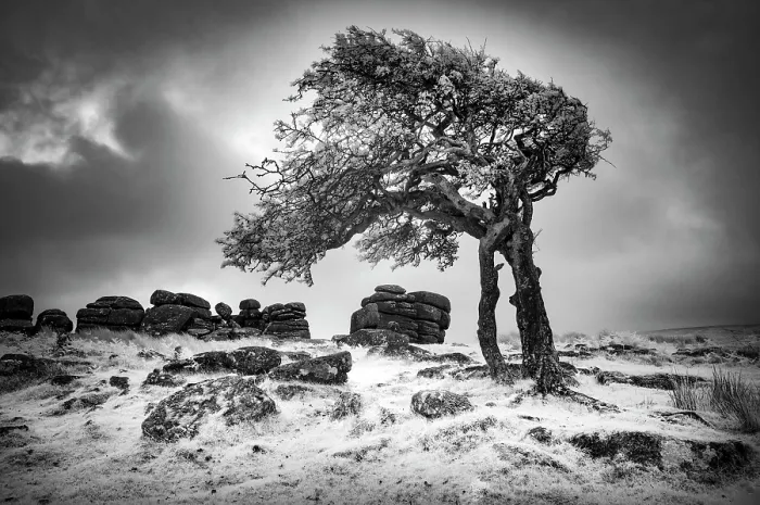 Framed Print : Infrared view of contorted hawthorn tree, Combestone Tor, Dartmoor National Park, Devon, England Framed Print : Infrared view of contorted hawthorn tree, Combestone Tor, Dartmoor National Park, Devon, England