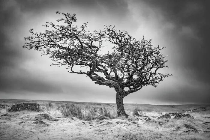 Framed Print : Infrared view of contorted hawthorn tree, Combestone Tor, Dartmoor National Park, Devon, England Framed Print : Infrared view of contorted hawthorn tree, Combestone Tor, Dartmoor National Park, Devon, England