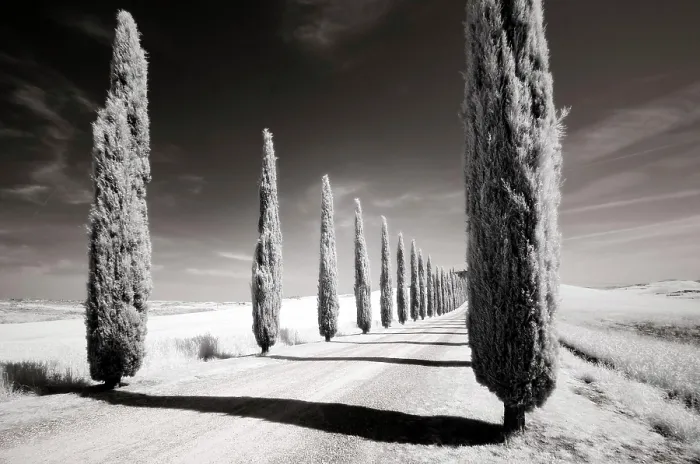 Framed Print : Infrared view of cypress trees, Val d'Orcia, near San Quirico d'Orcia, Tuscany, Italy Framed Print : Infrared view of cypress trees, Val d'Orcia, near San Quirico d'Orcia, Tuscany, Italy