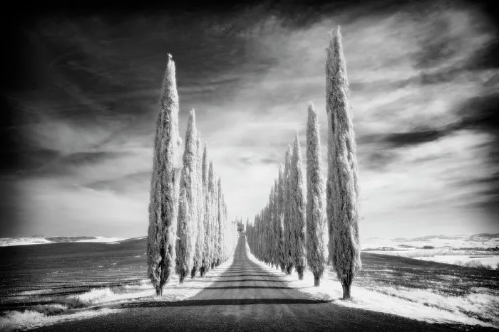 Framed Print : Infrared view of cypress trees, Val d'Orcia, near San Quirico d'Orcia, Tuscany, Italy Framed Print : Infrared view of cypress trees, Val d'Orcia, near San Quirico d'Orcia, Tuscany, Italy