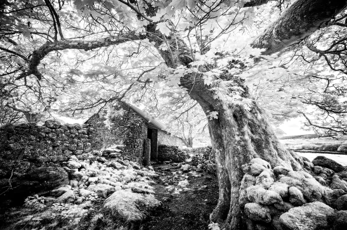 Framed Print : Infrared view of Emsworthy Barn, Emsworthy Mire, Dartmoor National Park, Devon, England