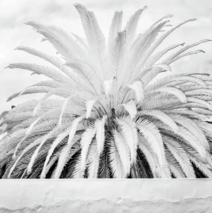 Framed Print : Infrared view of palm plant, Teguise, Lanzarote, Canary Islands, Spain Framed Print : Infrared view of palm plant, Teguise, Lanzarote, Canary Islands, Spain