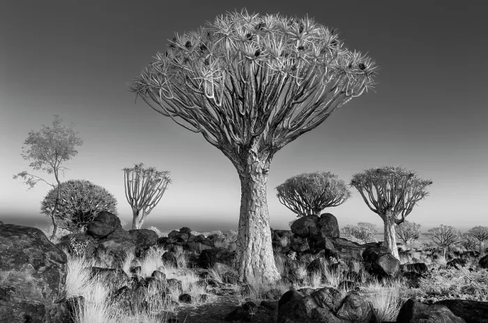 Framed Print : Infrared view of Quiver trees (Aloidendron dichotomum), Quiver tree Forest, near Keetmanshoop, Namibia Framed Print : Infrared view of Quiver trees (Aloidendron dichotomum), Quiver tree Forest, near Keetmanshoop, Namibia