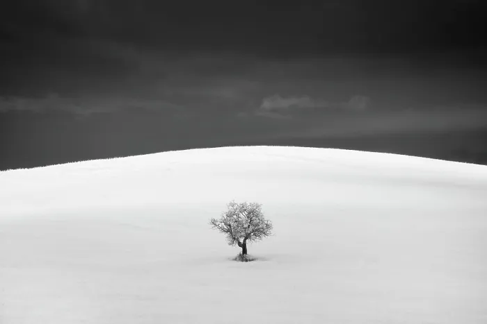 Framed Print : Infrared view tree in field, Montecchiello, Tuscany, Italy Framed Print : Infrared view tree in field, Montecchiello, Tuscany, Italy