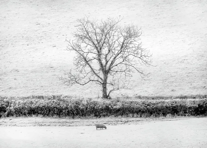 Framed Print : Infrared view of tree, field and sheep, North Brentor, near Tavistock, Dartmoor, Devon, England Framed Print : Infrared view of tree, field and sheep, North Brentor, near Tavistock, Dartmoor, Devon, England