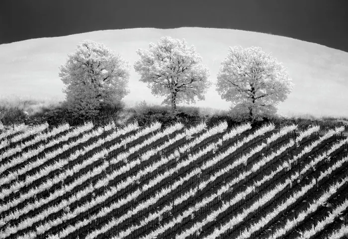 Framed Print : Infrared view of trees and vines, Torrenieri, Tuscany, Italy Framed Print : Infrared view of trees and vines, Torrenieri, Tuscany, Italy