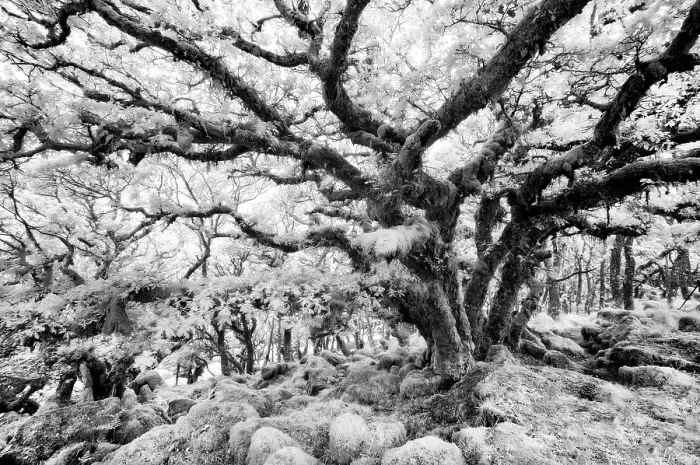 Framed Print : Infrared view of Wistman's Wood, an ancient woodland of stunted oak trees, Dartmoor National Park, Devon, England Framed Print : Infrared view of Wistman's Wood, an ancient woodland of stunted oak trees, Dartmoor National Park, Devon, England