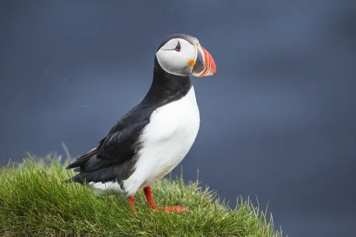 Framed Print : Ingolfshofdi, southern Iceland. Atlantic puffin Framed Print : Ingolfshofdi, southern Iceland. Atlantic puffin