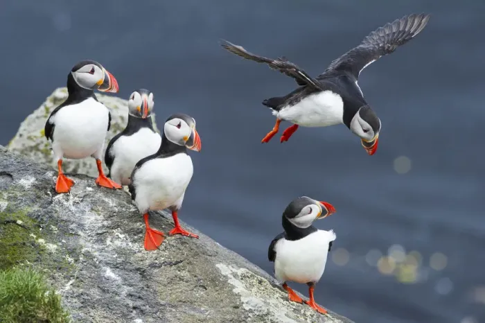 Framed Print : Ingolfshofdi, southern Iceland. Atlantic puffins Framed Print : Ingolfshofdi, southern Iceland. Atlantic puffins