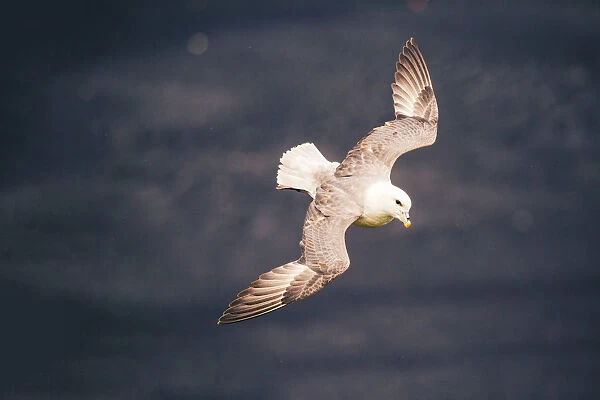Ingolfshofdi, southern Iceland. Gull in flight