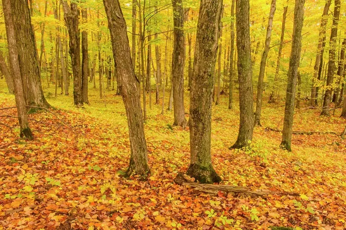 Framed Print : Inside an autumn woodland, Perivale, Manitoulin Island, Ontario, Canada Framed Print : Inside an autumn woodland, Perivale, Manitoulin Island, Ontario, Canada
