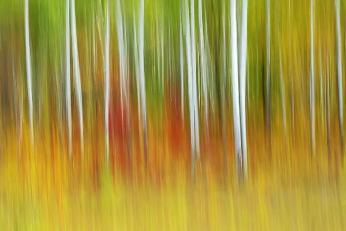 Framed Print : Intentionl camera movement of trees (ICM) of autumn scenic along the edge of deciduous forest. Pinawa, Manitoba, Canada Framed Print : Intentionl camera movement of trees (ICM) of autumn scenic along the edge of deciduous forest. Pinawa, Manitoba, Canada