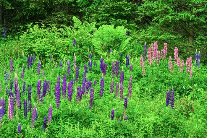 Framed Print : Interrupted fern and blooming lupines, Greater Sudbury, Ontario, Canada Framed Print : Interrupted fern and blooming lupines, Greater Sudbury, Ontario, Canada